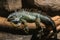 Iguana basking in the sun in the rainforest. Iguana on a tree trunk on a background of stones