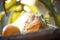 iguana basking in sunlight atop a fruit tree