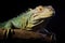 a iguana basking under a uvb light