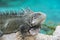 Iguana at the beach in Curacao