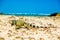 Iguana on beach in park national Tayrona - Colombia