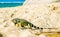 Iguana on beach in park national Tayrona - Colombia