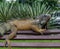 Iguana On A Bench #2