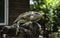 Iguana branches perched on a tree branch looking at tourists in Suan Phueng District Zoo, Ratchaburi