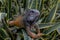 Iguana In A Bush