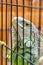 Iguana in the cage