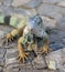 iguana in the central square of the city of Guayaquil