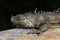 Iguana Close Up on Concrete Slab