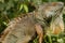 Iguana closeup