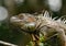 Iguana closeup