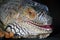 Iguana color portrait at dark background