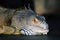 Iguana color portrait at dark background