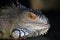 Iguana color portrait at dark background