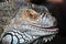 Iguana color portrait at dark background