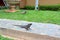 Iguana in the courtyard of an apartment house in Costa Rica on a sunny morning