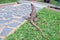 Iguana in the courtyard of an apartment house in Costa Rica on a sunny morning