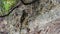 Iguana crawling on a hill near the sea, a wild iguana animal on the seashore