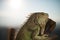 Iguana crawling on a piece of wood and posing