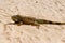 Iguana on desert sand