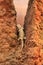 Iguana in desert at sunset