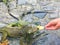 Iguana Eating Fruit at Seminario Park, Guayquil Ecuador