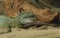Iguana eating a worm