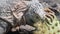 Iguana eats cactus close-up on rocky coast of Galapagos Islands.