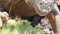 Iguana eats cactus close-up on rocky coast of Galapagos Islands.