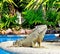 Iguana enjoying the pool.