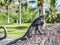 Iguana enjoying the sun on a stone with green vegetation background