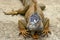 Iguana on a farm in Honduras, Caribbean