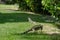 Iguana in the garden - Praia dos Carneiros, Pernambuco, Brazil