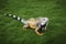 Iguana in the grass in a park in Guayaquil in Ecuador