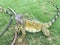 Iguana in the Grass at Seminario Park, Guayquil Ecuador