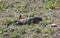 Iguana on grass Tulum ruins Mayan site temple pyramids Mexico