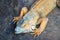 Iguana on a gray stone, closeup portrait