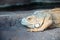 Iguana on a gray stone, closeup portrait