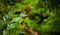 Iguana in Green Wild Amazon Jungle