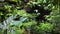 Iguana in Green Wild Amazon Jungle