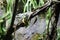 Iguana having a protective color on the branches of a tree