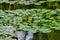 Iguana head emerging from the aquatic vegetation of a pond.