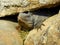 Iguana in hole in rocks