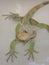 Iguana Juan reptile lizard green #fur_n_scales