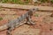 Iguana laying on stones, taken in Chichen Itza