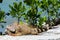 Iguana laying in the sun rays