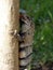 Iguana Licking Palm Tree in Tulum, Mexico