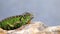 Iguana lies on rock over water, Florida