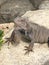 Iguana Lizard Closeup in Aruba