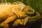 Iguana lizard dragon herbivorous lizard scaly