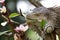 Iguana lizard eating flower of Plumaria tree